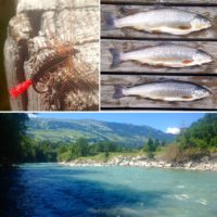 Forelle, Fliegenfischen, Bachforelle, Alpenfischer, Alpen fischen, Fliegenfischen, Fischen, Anglen, Fischer, Angler