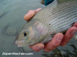 Naturköder auf Aeschen fischen, Alpenfischer, fischen, angeln, Flussfischen auf Äschen, Fang einer Äsche