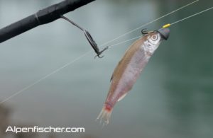 Saisonstart Linthkanal 2017, Forelleneröffnung Linthkanal, Alpenfischer, Spinnfischen Forellen, Petri Heil, Fischer, Angler, Tirolersystem