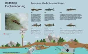 Fischwanderung Roadmap, BAFU, Wanderhinernisse, Alpenfischer
