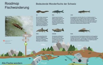 Fischwanderung Roadmap, BAFU, Wanderhinernisse, Alpenfischer