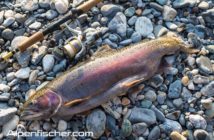 Fischen, Regenbogenforelle, Alpenrhein