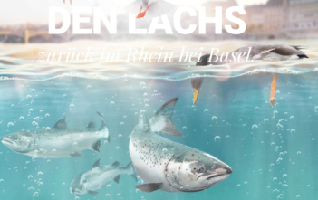 lpenfischer, Lachsaufstieg Rhein, Lachsprojket 2020Laggs2020, WWF Lachs2020, Ueli-Laggsbier