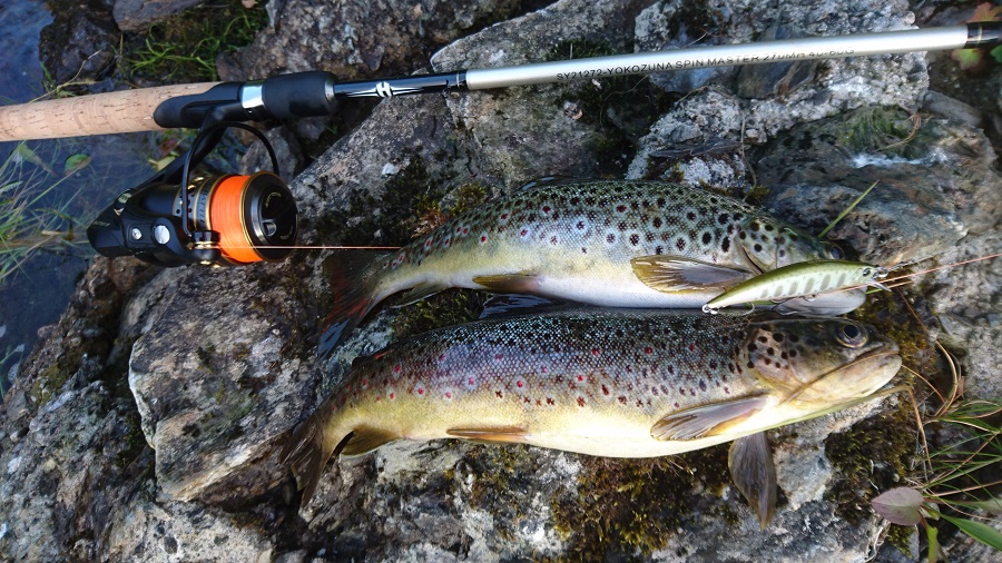Angeln Norwegen, Bergseeforellen, Südnorwegen fischen