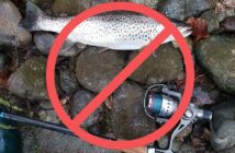 Forellen und Aeschen verschwinden, Forellenverbot, Forellenfischen verboten, Limmat ohne Forellen, alpenfischer.com
