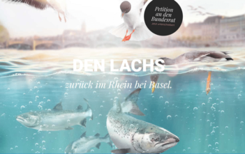 Laggs2020, Lachs WWF, Rheinlachs, Lachs zürick in der Schweiz, alpenfischer.com